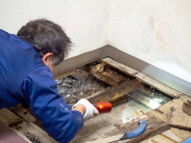Crawl Space Mold Removal in Maurice, LA