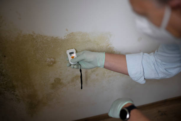 Best Affordable Mold Removal  in Maurice, LA