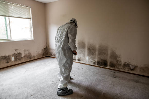 Best Residential Mold Removal  in Maurice, LA