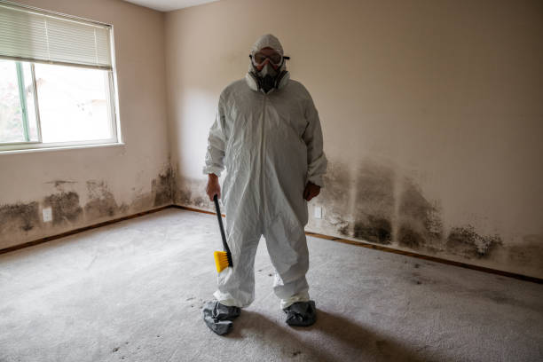 Best Mold Remediation Services  in Maurice, LA