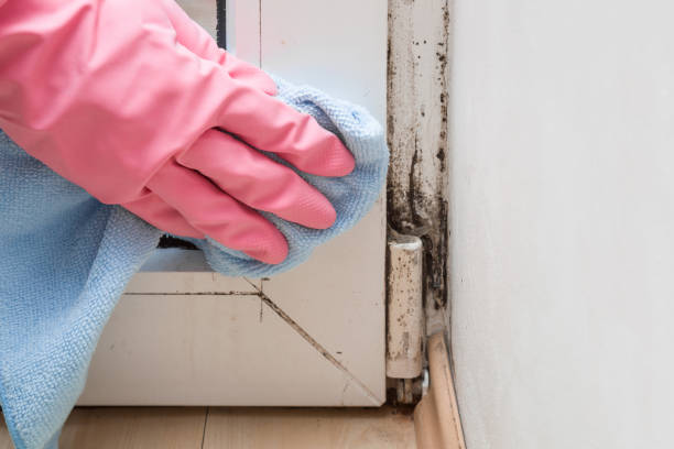 Best Attic Mold Removal  in Maurice, LA